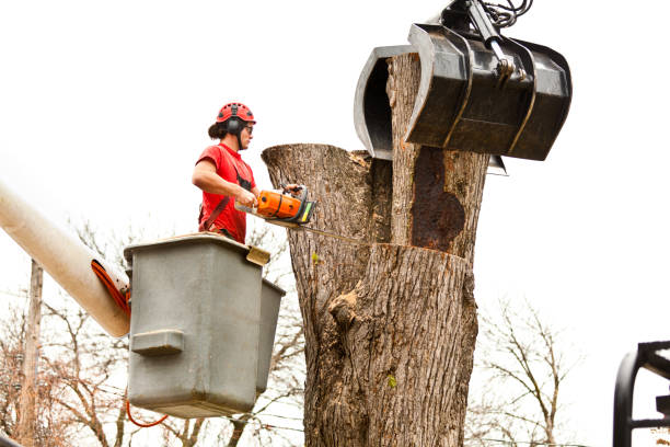 Wayne, PA Tree Care Company